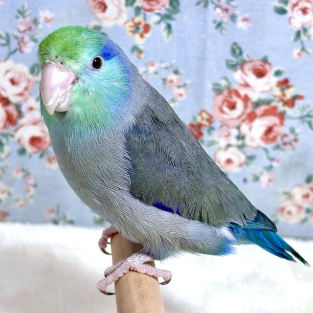 マメルリハ ターコイズコバルトブルー 男の子 ( ･θ･)💙
