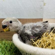 クールに決めちゃうよ😎✨オシャレさん上級者なコザクラインコのモーブ💚