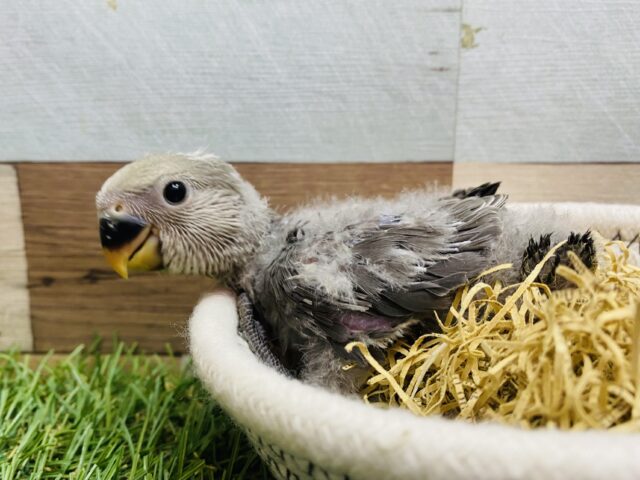 クールに決めちゃうよ😎✨オシャレさん上級者なコザクラインコのモーブ💚