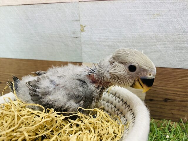 コザクラインコ（小桜インコ）