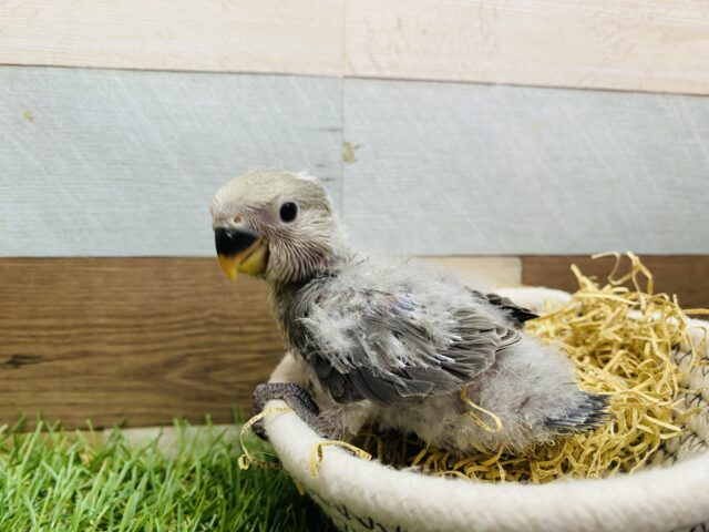 コザクラインコ（小桜インコ）