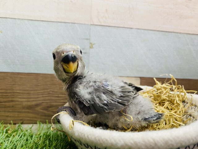 コザクラインコ（小桜インコ）