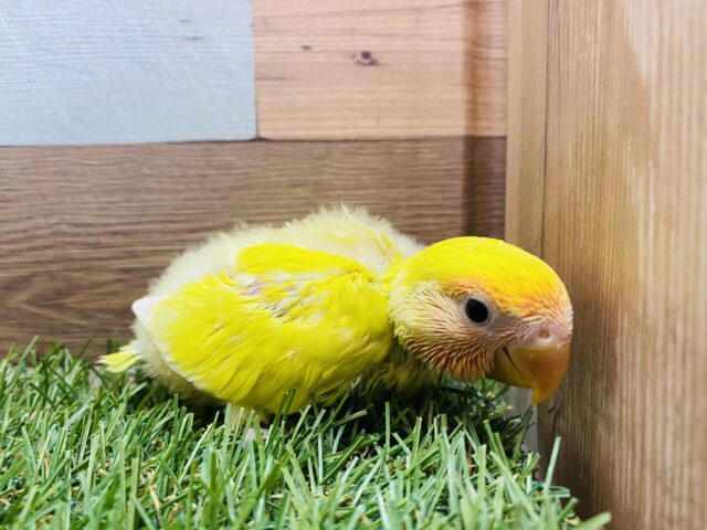 コザクラインコ（小桜インコ）