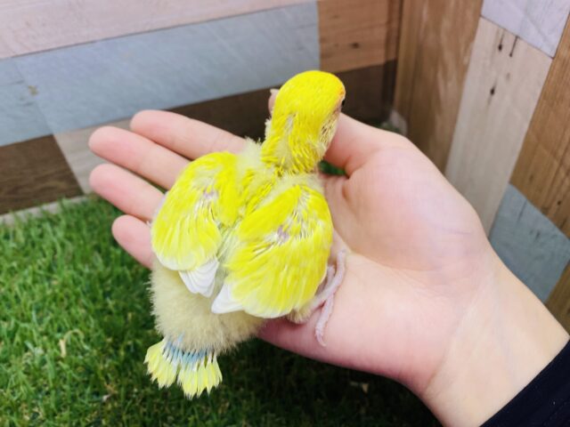 コザクラインコ（小桜インコ）