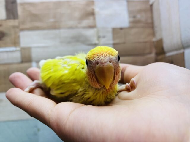 コザクラインコ（小桜インコ）