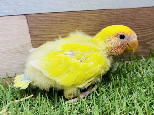 鮮やかにみんなを照らしちゃうよ‼️コザクラインコのゴールデンチェリー✨