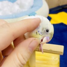 なれてるよ〜❣️手乗り❣️カキカキ⭕️てちてち💨ぴこぴこ💨💨💨いんこ🦜　セキセイインコ　4色ハルクイン