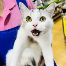 最新画像！お目目まん丸なマンチカンの女の子♪