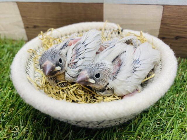 揃ってはいっチーズ📸✨漂う美しさのシルバー文鳥❗️