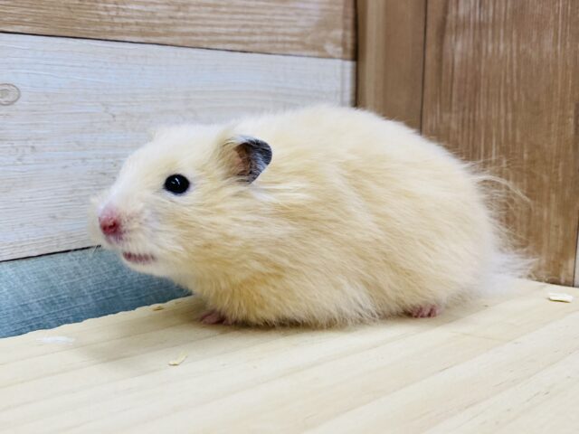 キンクマハムスターの長毛さん？むちっと感が可愛すぎる長毛ハムスター🐹🧡