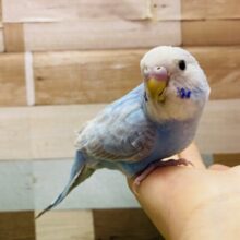 最新画像あります☺️優しいお色でふんわり雰囲気🩵セキセイインコのシナモンオパーリン！！