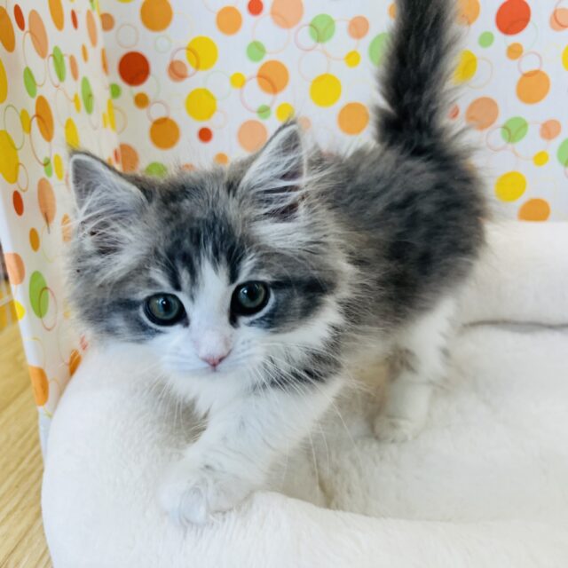 最新画像!もふもふな美人さんなサイベリアンの女の子♪ サイベリアン