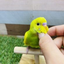 最新画像・動画あります⭐️明るいお色は明るい性格の証かな⁇✨セキセイインコのスパングルパイド！！