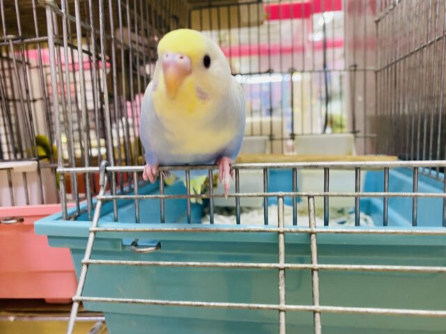 セキセイインコ