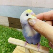 最新画像有ります♪あわ〜い模様のおしゃれカラーさん⭐️セキセイインコのパステルレインボー系‼️
