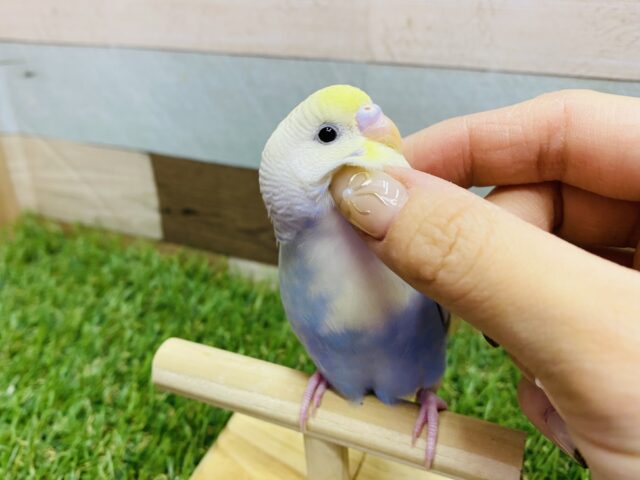 最新画像有ります♪あわ〜い模様のおしゃれカラーさん⭐️セキセイインコのパステルレインボー系‼️