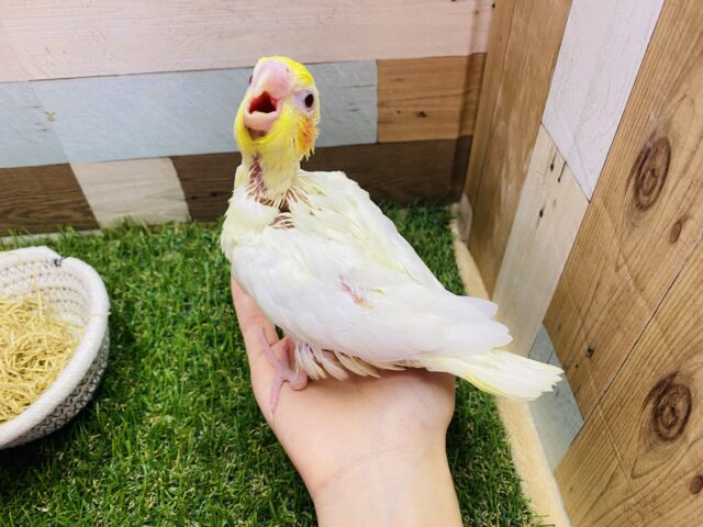 オカメインコ