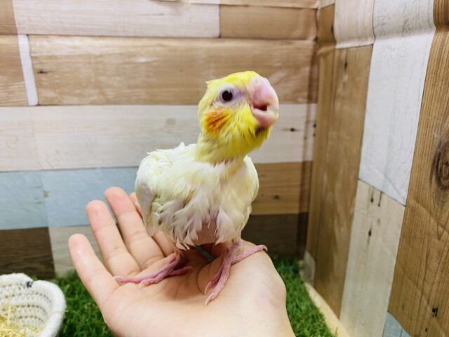 オカメインコ