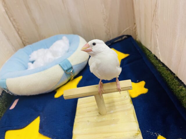 さし餌2回❣️最新画像になりますよ❣️一瞬あひるに見えます。。🤭 白文鳥