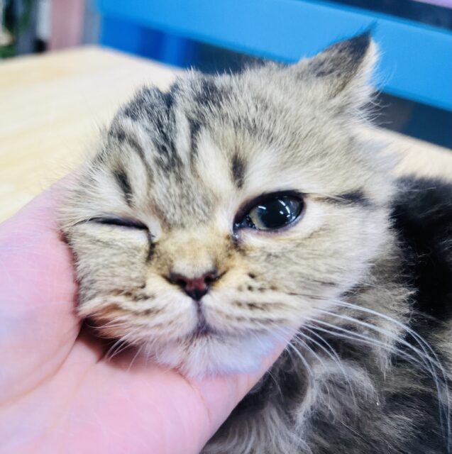 フォールデックス