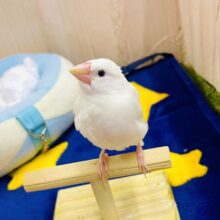 さし餌2回❣️最新画像になりますよ❣️一瞬あひるに見えます。。🤭　白文鳥
