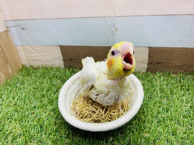 オカメインコ