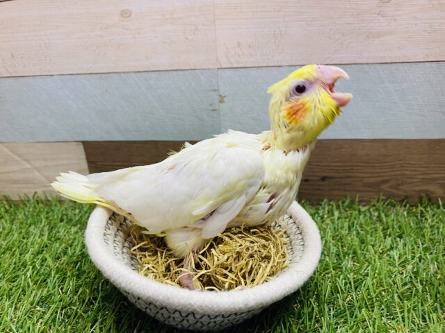 オカメインコ