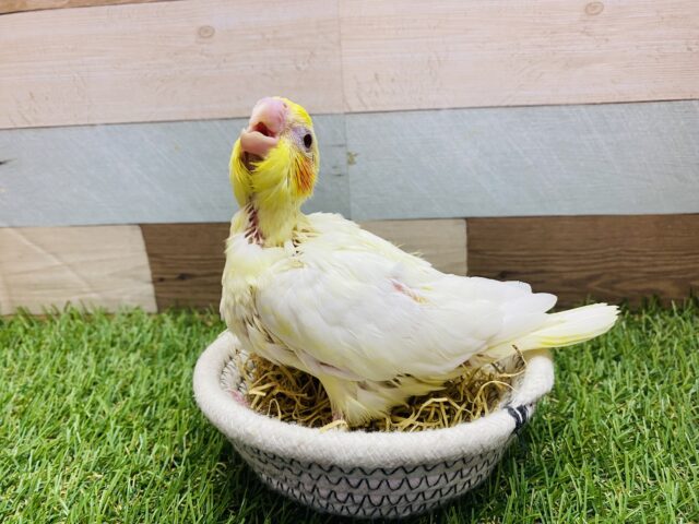 オカメインコ