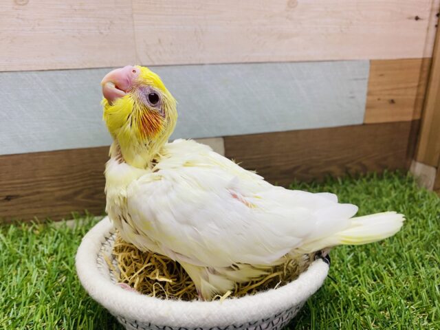 ガーガーアピール上手なんです💕オカメインコのルチノー‼️