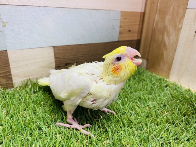 オカメインコ