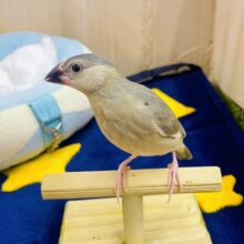 さし餌2回❣️最新画像になりますよ❣️🪶お名前は『ぴょん』です🪶　桜文鳥