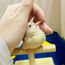 さし餌2回❣️最新画像になりますよ❣️パシャっ📷✨世界一の瞬間をちょうだいっ🌟　シナモン文鳥