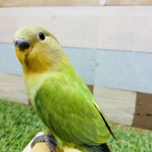 最新画像あります‼️明るめグリーンの可愛い子ッ❣️コザクラインコのオレンジフェイスオパーリン！！