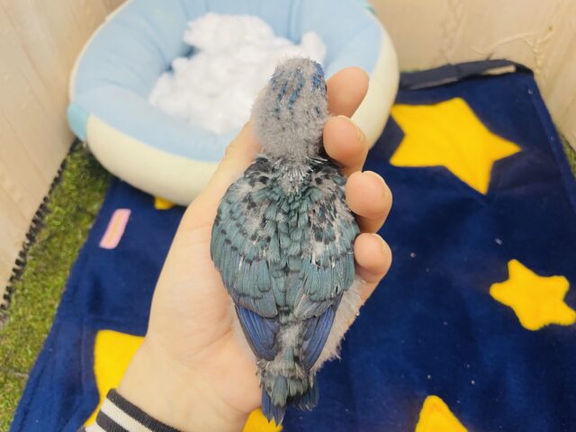 サザナミインコ