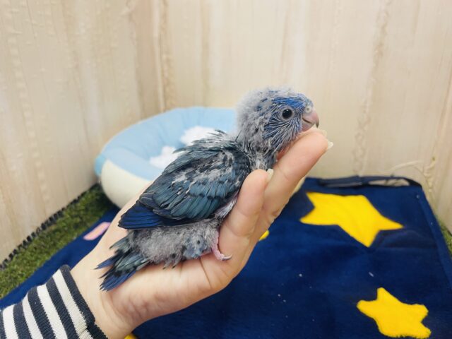 サザナミインコ