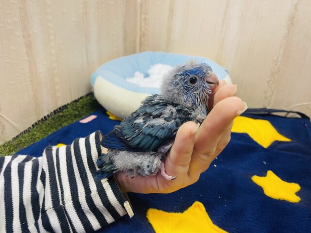 サザナミインコ