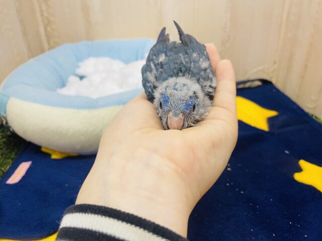 サザナミインコ