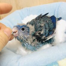 ぽっぴん🎈ぱっぴん🎈🎈ブルーのインコ！　サザナミインコ　ブルー系