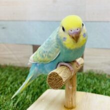 最新画像有ります❗️カメラに興味津々⁉️好奇心旺盛な元気っ子⭐️セキセイインコのパステルカラーレインボー🌈