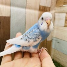 最新画像有ります⭐️わたわたヒナヒナ感が可愛すぎます〜🥰セキセイインコのパイド❣️