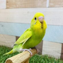最新画像有ります‼️パッ💡と明るい性格の元気いっぱいな子⭐️セキセイインコのスパングル‼️