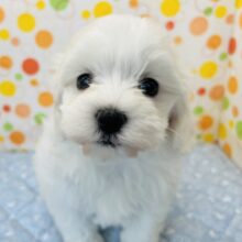 とろろんとしたお顔のビション×マルチーズ☆彡