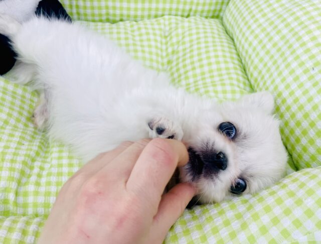 ☁️ごろ〜ん☁️でふわ〜〜ん☁️ないっっっぬさん🐶☁️ チワワ×ペキニーズ　男の子