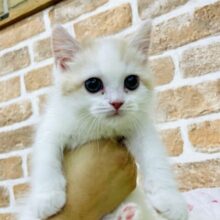 にゃっぱりね！🐈にゃんばっていこう🐈スコティッシュフォールド　カメオ&ホワイト　男の子