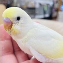 【最新画像更新🪄】あざとい可愛さ❤︎セキセイインコ（クリーム）ヒナ