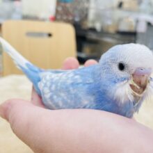 【最新画像更新🪄】晴天の青空✈️☁️セキセイインコ（スパングル）ヒナ