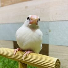 あと1羽！最新画像有ります❗️❄️純白の雪が降る〜🎶どんな姿を見せてくれるかな❓白文鳥！