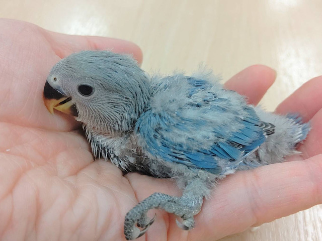 コザクラインコ（小桜インコ）