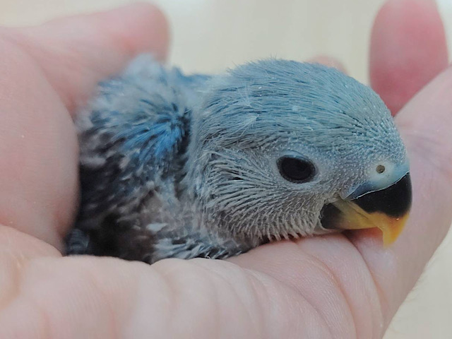 コザクラインコ（小桜インコ）