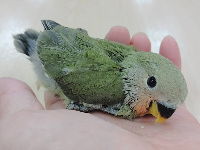 コザクラインコ（小桜インコ）